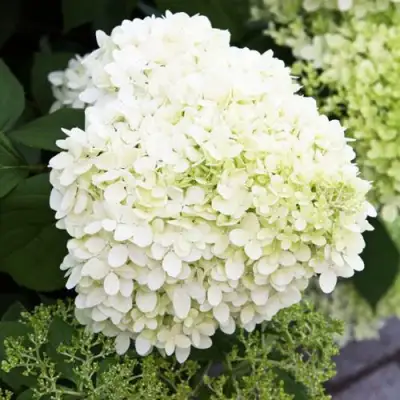 гортензия вайт леди