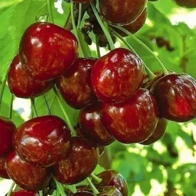 Черешня БУРЛАТ в Витебске