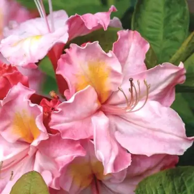 Азалия СЕССИЛЬ листопадная в Витебске