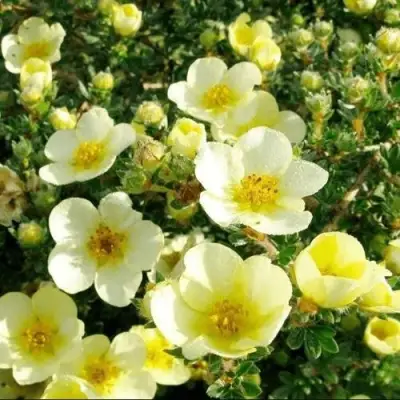 Лапчатка КЛОНДАЙК кустарниковая в Витебске