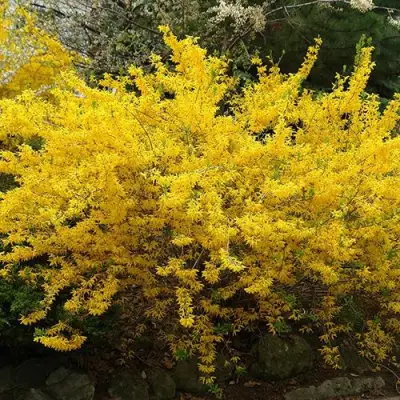 Форзиция ГОЛДЗАУБЕР средняя в Витебске