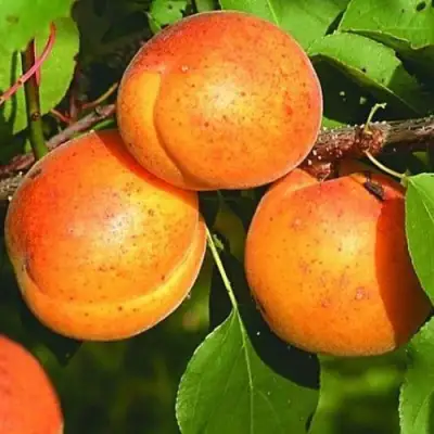 Абрикос СПАДЧЫНА в Витебске