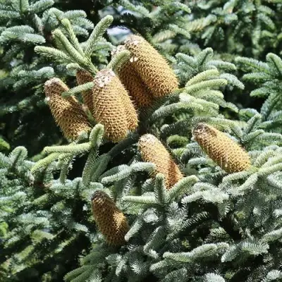 Пихта благородная в Витебске
