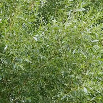 Ива ВИТЕЛЛИНА белая  в Витебске