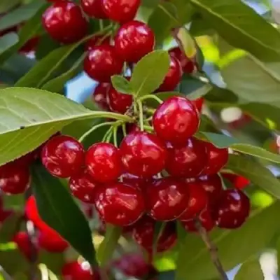 Вишня ГИРЛЯНДА в Витебске