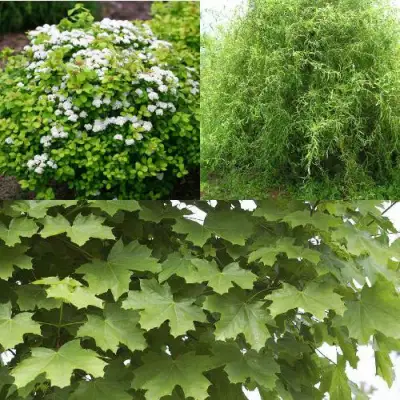 Комплект ЗЕЛЕНЫЙ ОАЗИС в Витебске