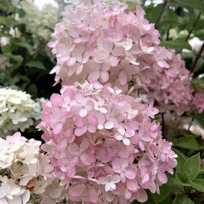 Гортензия БОМБШЕЛ метельчатая в Витебске