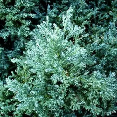 Кипарисовик БУЛЕВАРД горохоплодный в Витебске