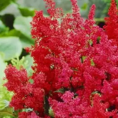 Астильба ЭТНА Арендса в Витебске