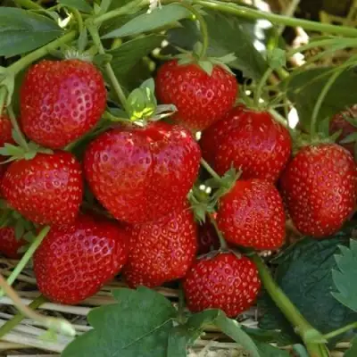 Клубника ЗЕНГА-ЗЕНГАНА в Витебске