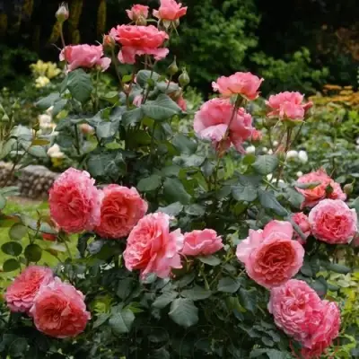 Роза ЛОРАН КАБРОЛЬ шраб в Витебске