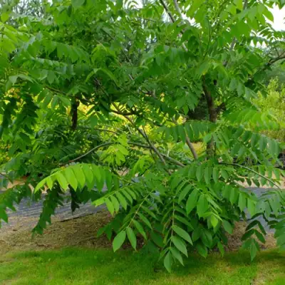 Орех МАНЬЧЖУРСКИЙ в Витебске