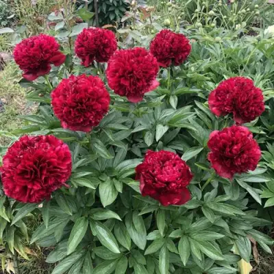 Пион ГАЛАКТИКА травянистый в Витебске