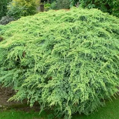 Можжевельник ХОЛГЕР чешуйчатый в Витебске