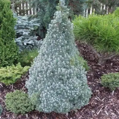 Ель САНДЕРС БЛЮ канадская в Витебске