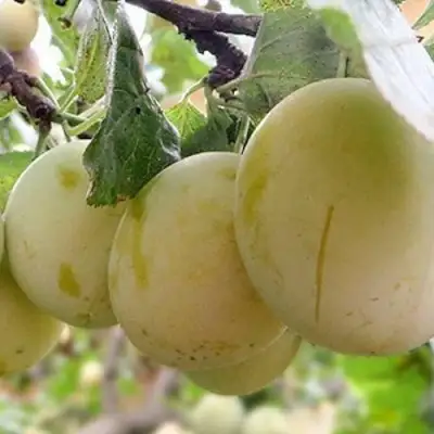 Слива УТРО в Витебске