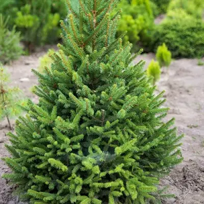 Ель КОМПАКТА обыкновенная в Витебске