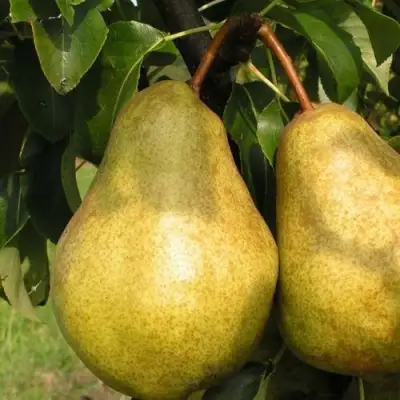 Груша СИЛЬВА в Витебске