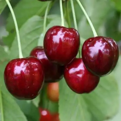 Черешня ВАЛЕРИЙ ЧКАЛОВ в Витебске