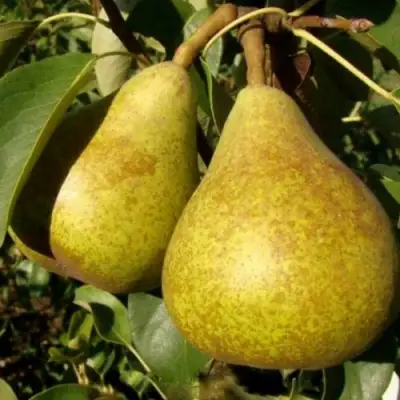 Груша ГЕНЕРАЛ ЛЕКЛЕРК в Витебске