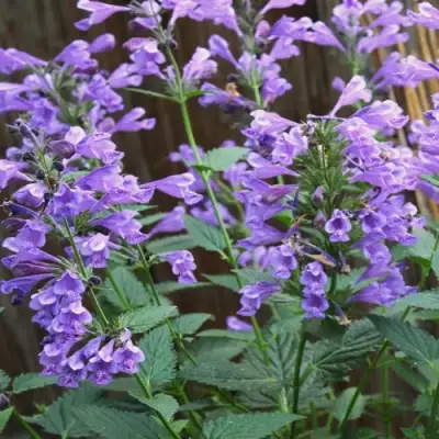 Котовник БЛЮ ДРИМС полусидячий в Витебске