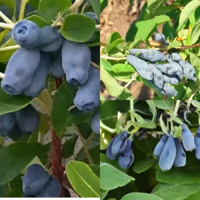 Комплект СЕВЕРНЫЕ ВИТАМИНЫ в Витебске