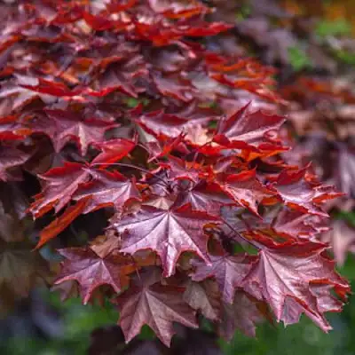 Клен КРИМСОН КИНГ остролистный в Витебске