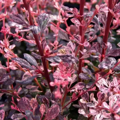 Барбарис АРЛЕКИН тунберга в Витебске