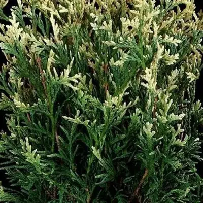 Туя ГОЛД ПЕРЛ западная в Витебске