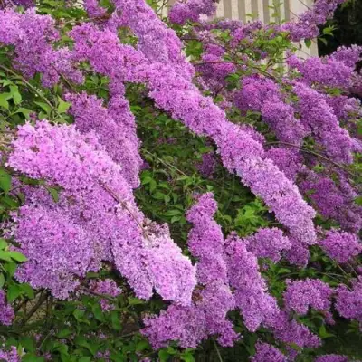 Сирень КИТАЙСКАЯ в Витебске