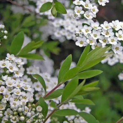Спирея АРГУТА в Витебске