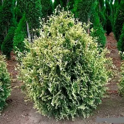 Туя ГОЛД ПЕРЛ западная в Витебске