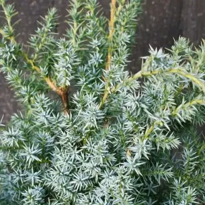 Можжевельник БЛЮ АЛЬПС китайский  в Витебске