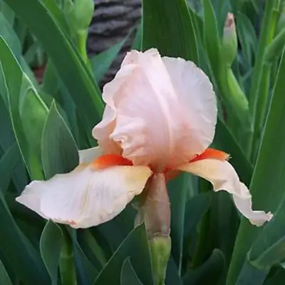 Ирис ПАТИ ДРЕСС бородатый в Витебске