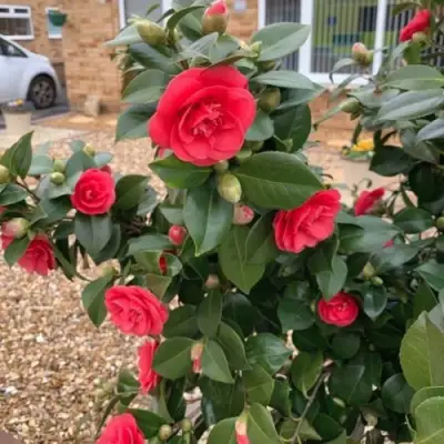 Камелия ЛЕДИ КЭМПБЕЛЛ в Витебске