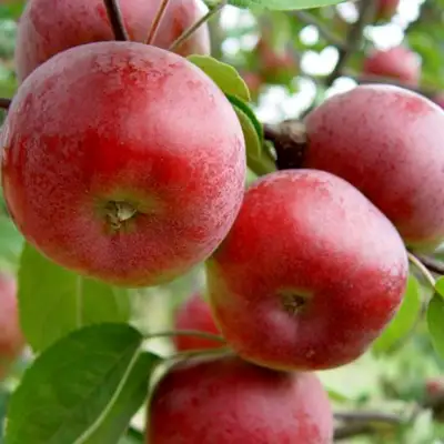 Яблоня ПОСПЕХ в Витебске
