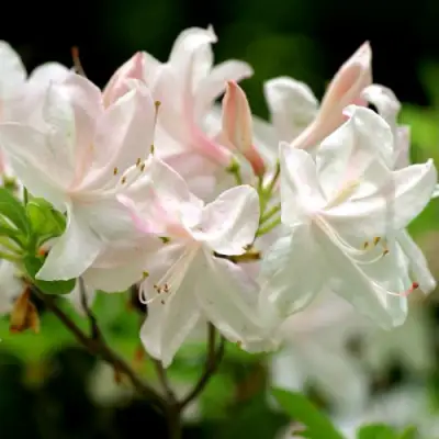 Азалия УАЙТ ЛАЙТС листопадная в Витебске