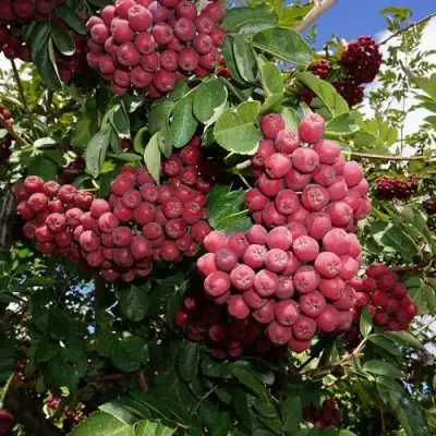 Рябина ТИТАН сладкоплодная  в Витебске