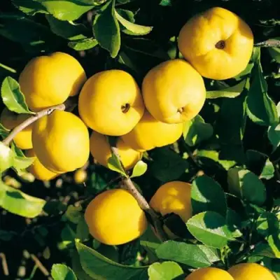 Айва ЦЕЗАРЬ в Витебске