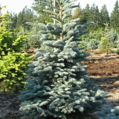 Пихта благородная в Витебске