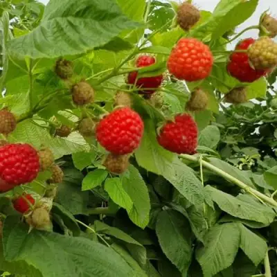 Малина КВЕЛЛИ в Витебске