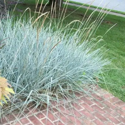 Элимус БЛЮ ДЮН песчаный в Витебске