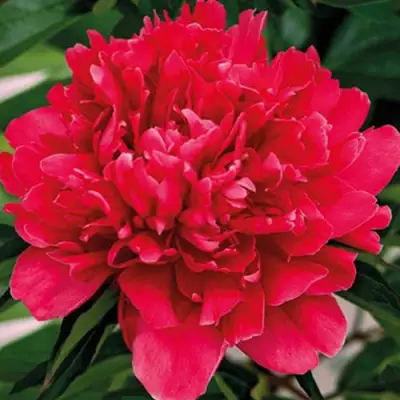 Пион ГЕНЕРАЛ МАК-МАГОН травянистый в Витебске