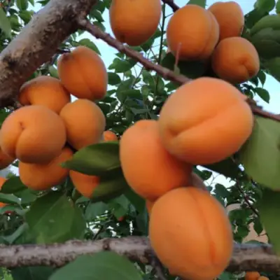 Абрикос ГОЛД РИЧ в Витебске