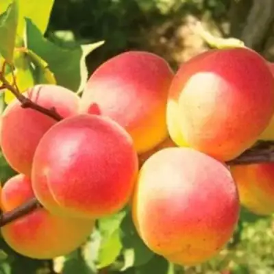 Абрикос NJA-19 в Витебске