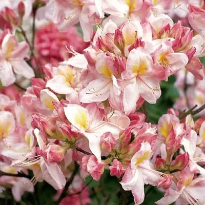 Азалия САТОМИ японская в Витебске