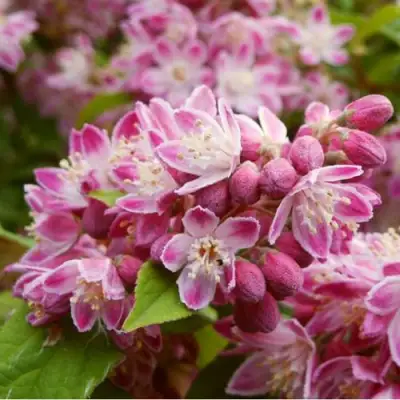 Дейция СТРОБЕРРИ ФИЛДС  в Витебске