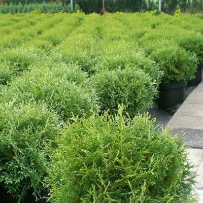 Туя ТИНИ ТИМ западная в Витебске