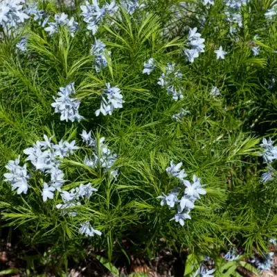 Амсония РЕСНИТЧАТАЯ в Витебске