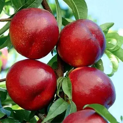 Нектарин БИГ-ТОП в Витебске